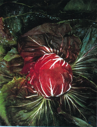 Picture of Organic Chicory Palla Rossa